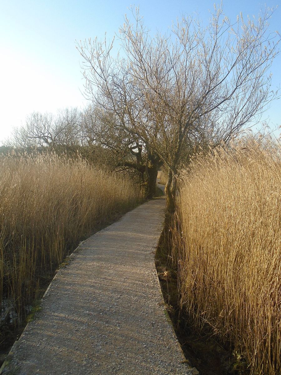 Leighton Moss
