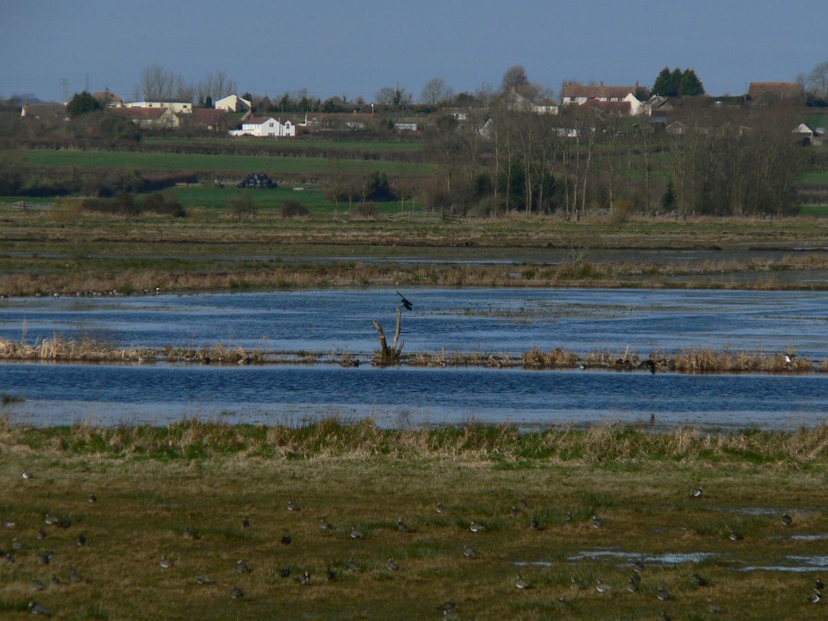 West Sedgemoor