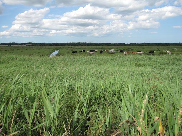 Buckenham Marshes