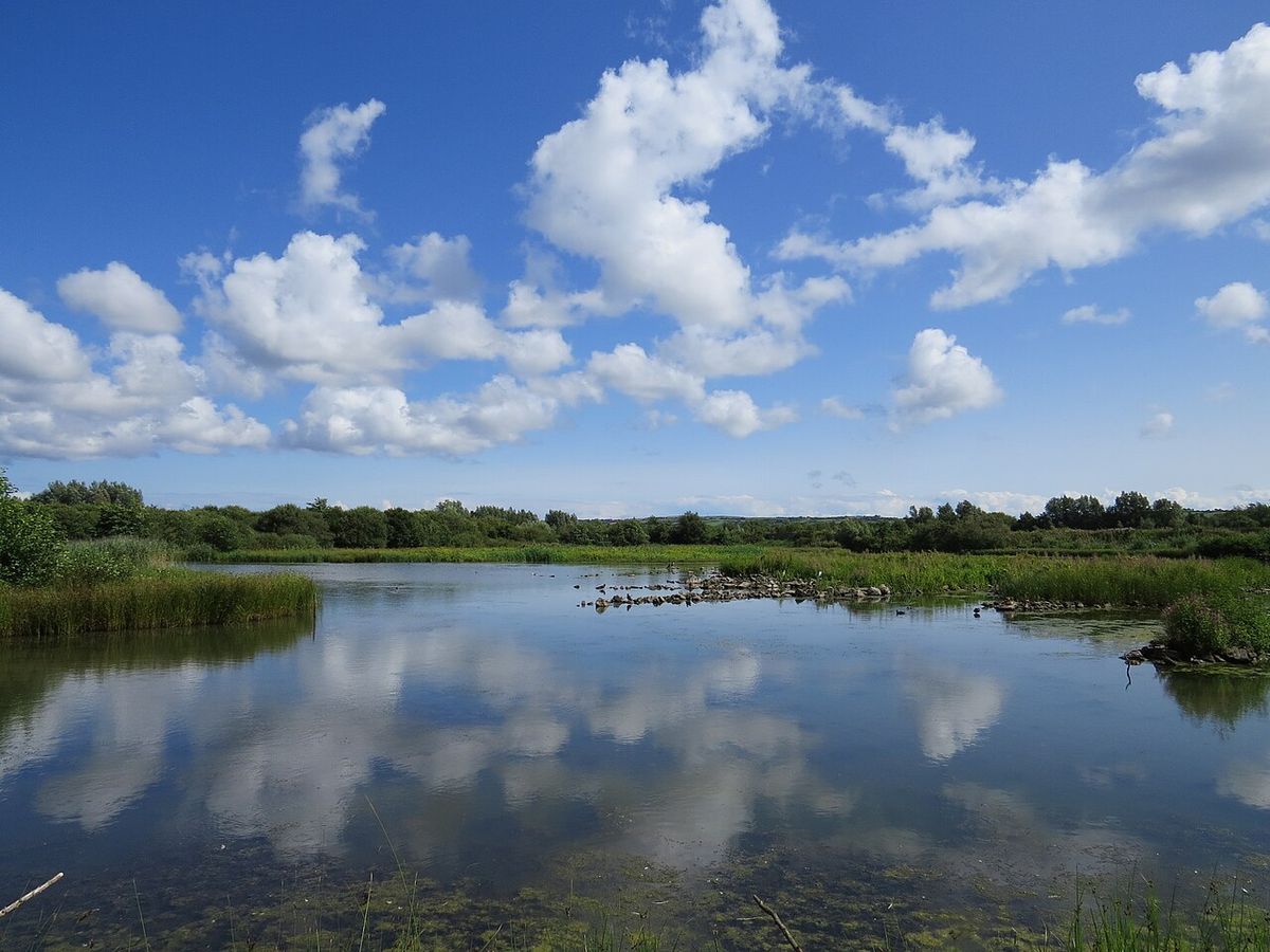 WWT Llanelli