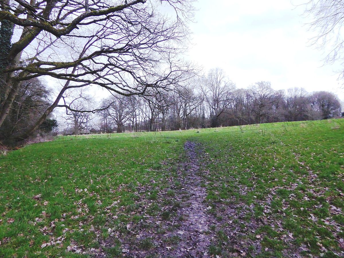 Audrey's Meadow