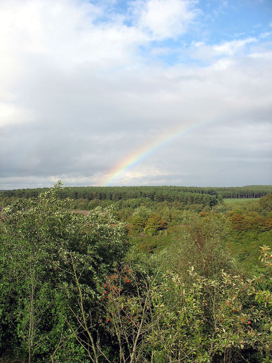 Sherwood Forest