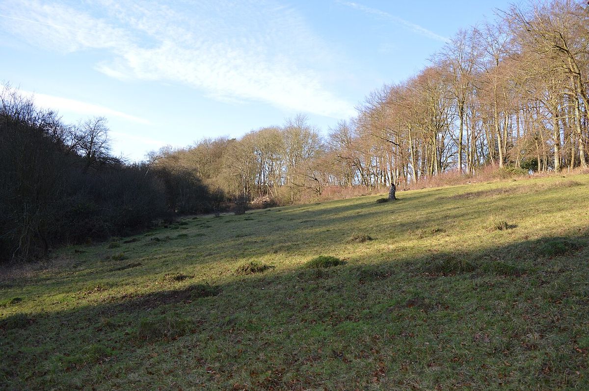 Alpine Meadow