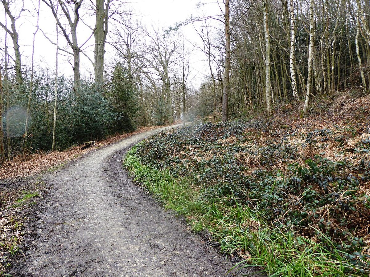Brenchley Wood