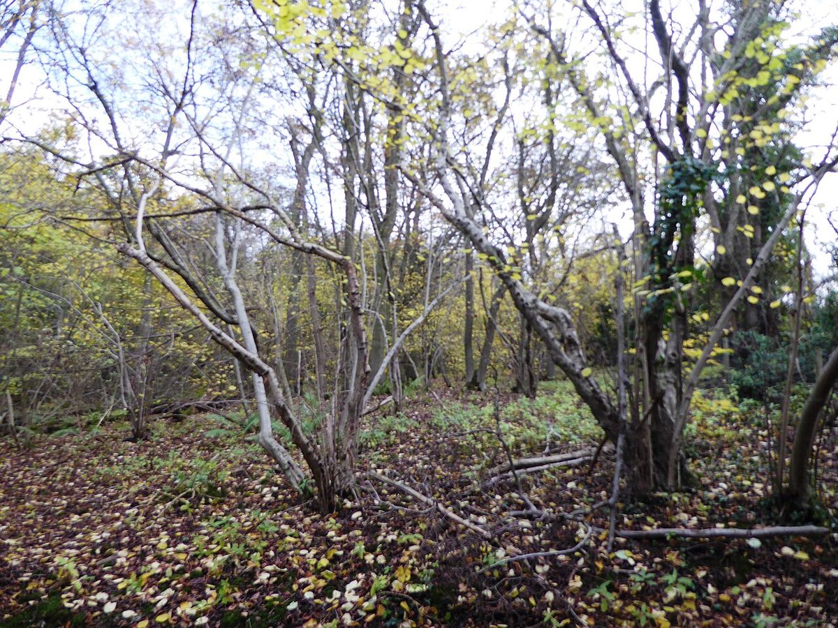 Cloud Wood
