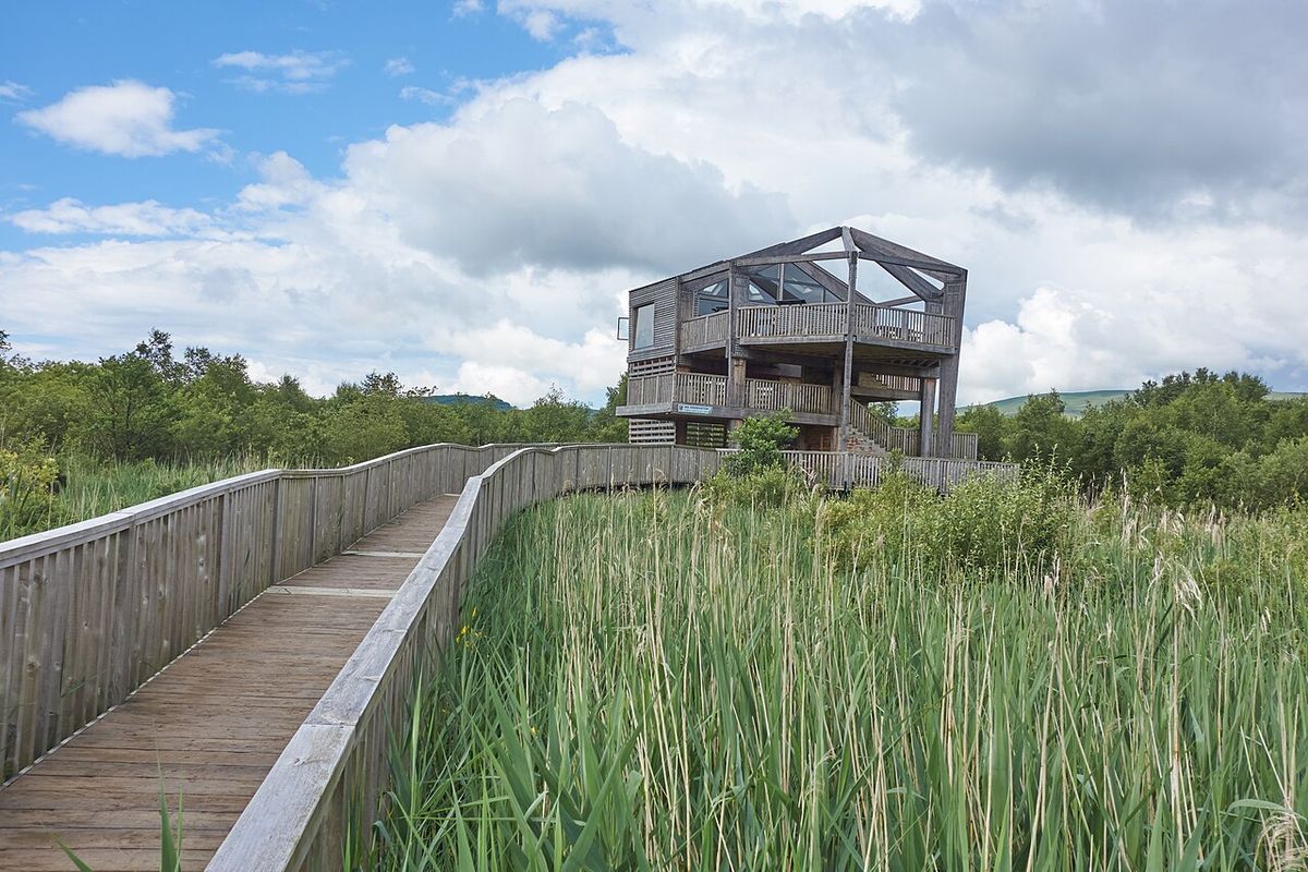 Cors Dyfi