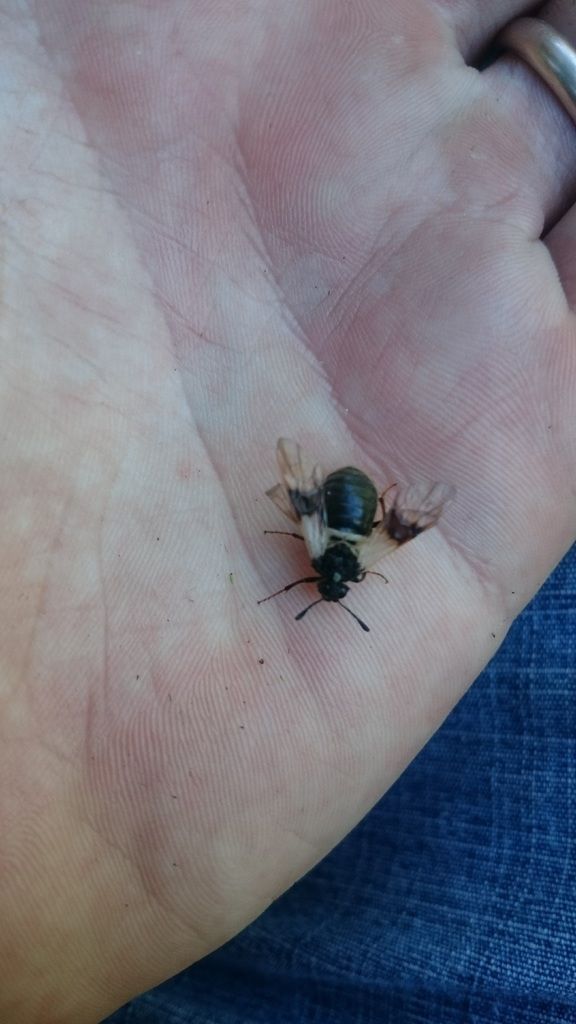 Banded Clubhorn