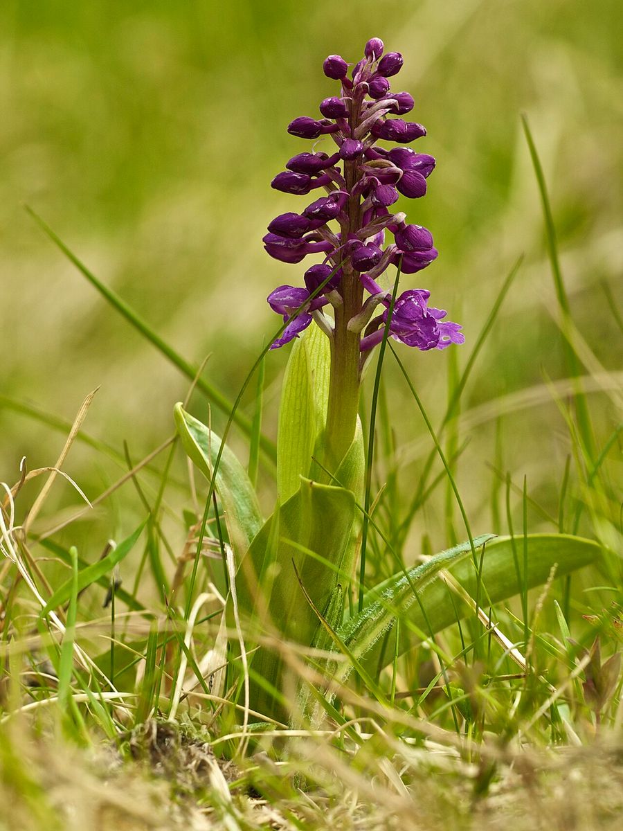 Bishopswood Meadows