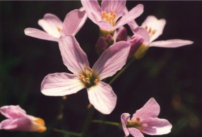 Babcary Meadows