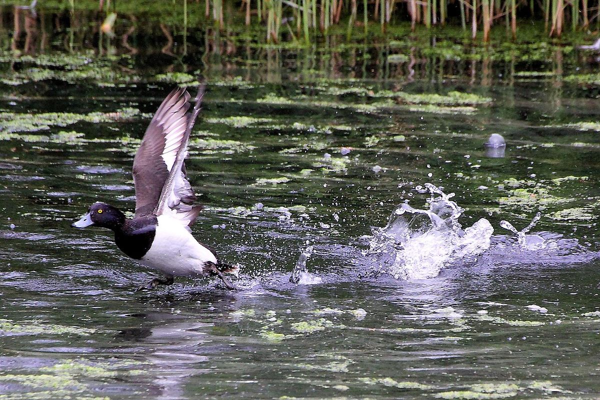 Rye Meads