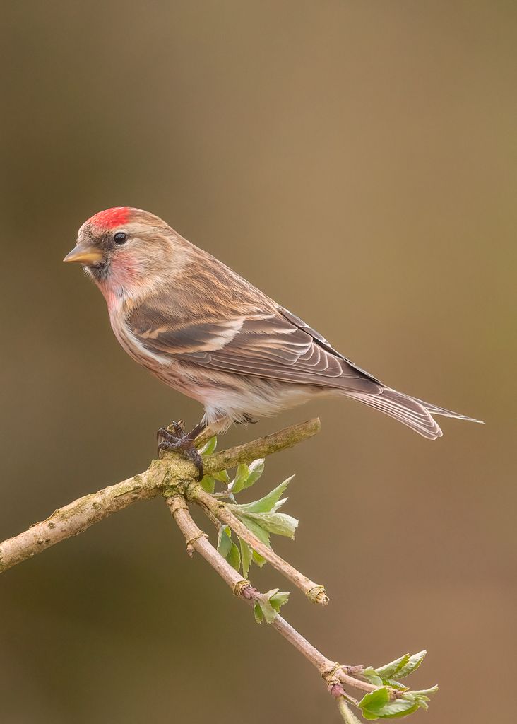 Redpoll