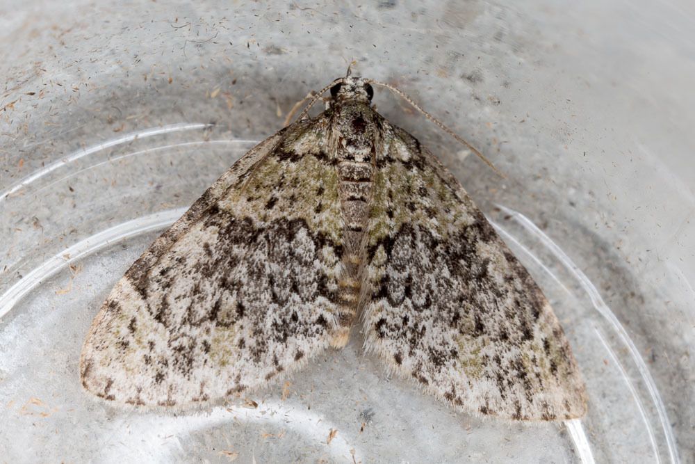 Yellow-barred Brindle