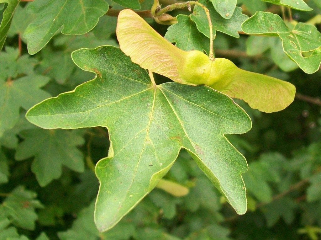 Field Maple