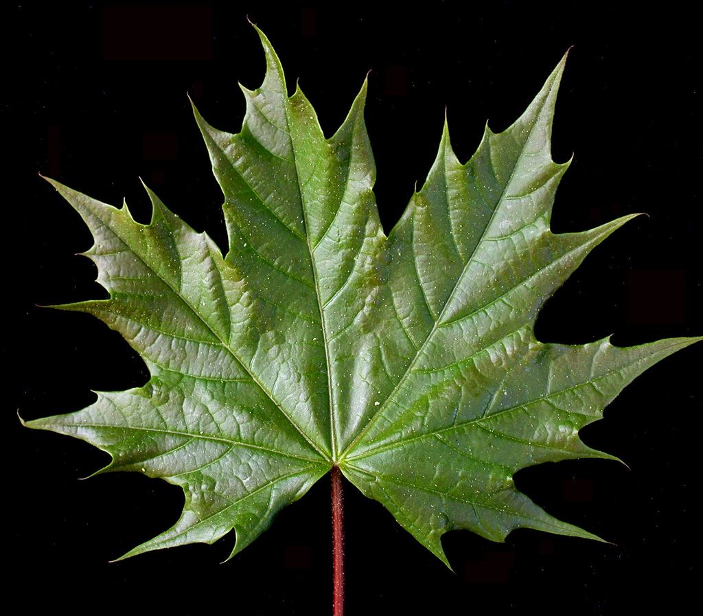 Norway Maple