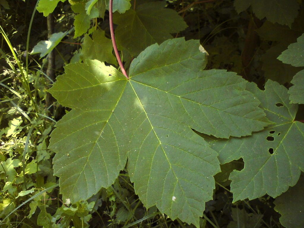 Sycamore