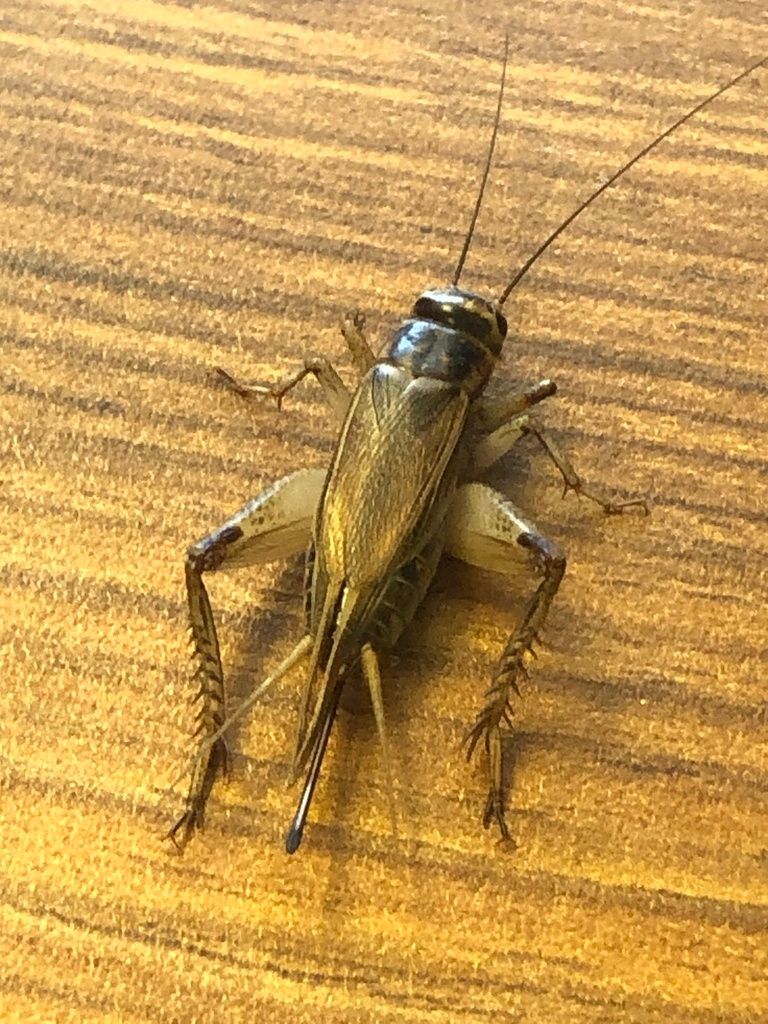House Cricket