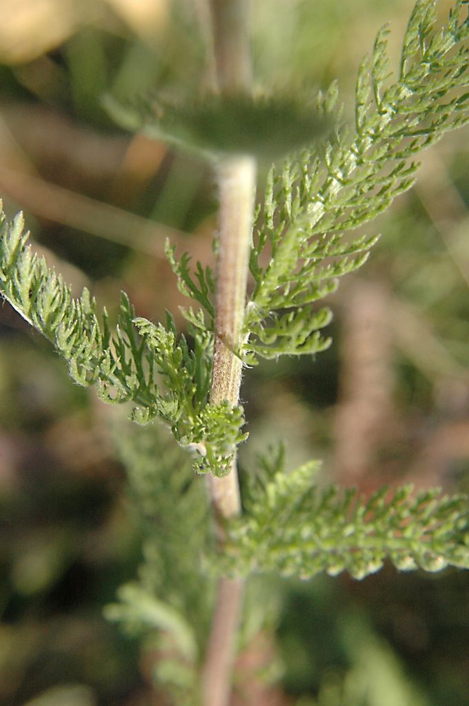 Yarrow