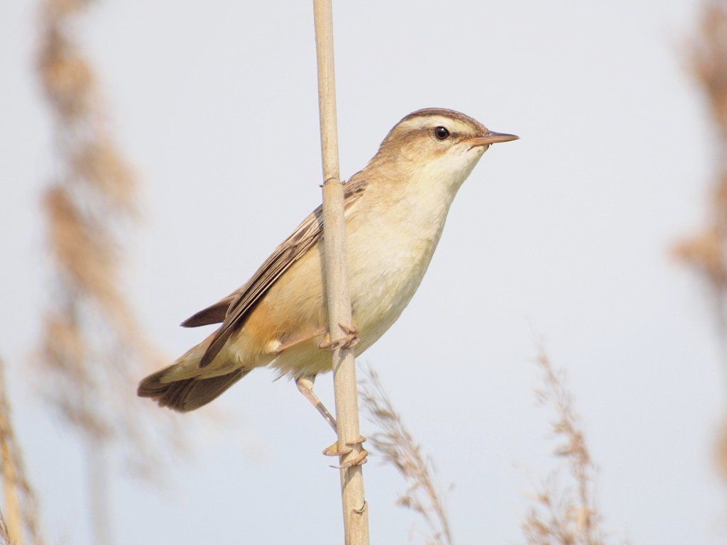 Sedge Warbler