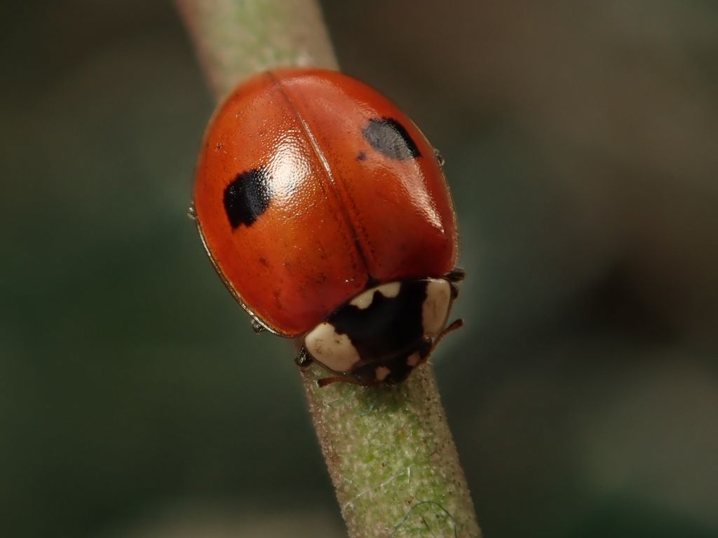 2-spot Ladybird