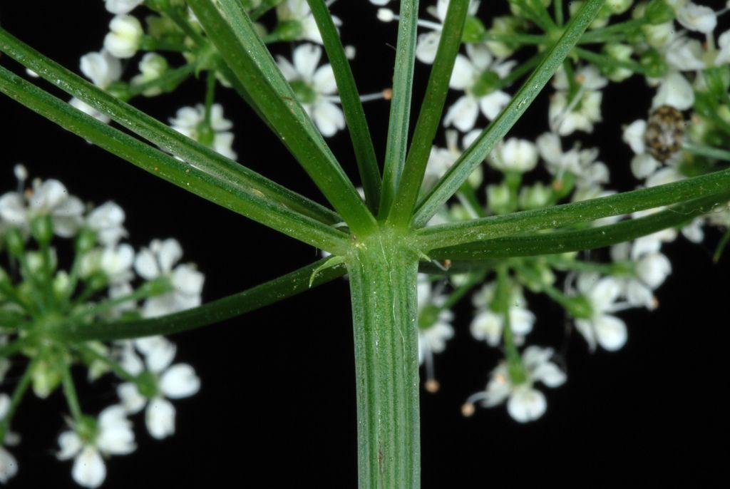 Ground-elder