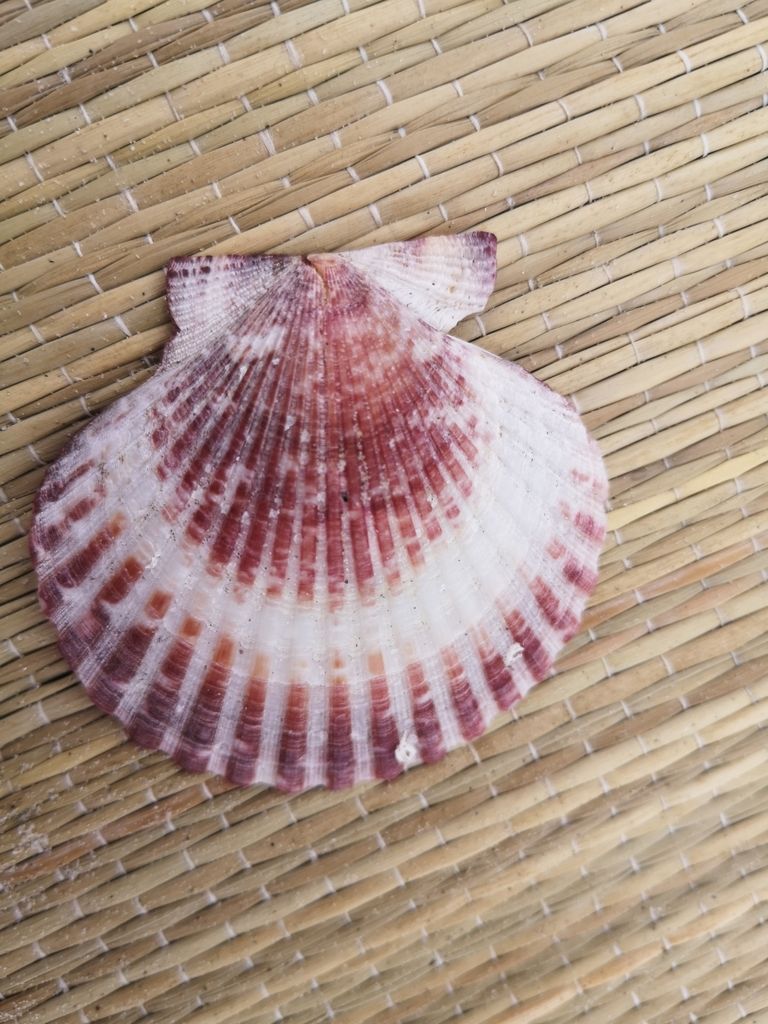 Queen scallop
