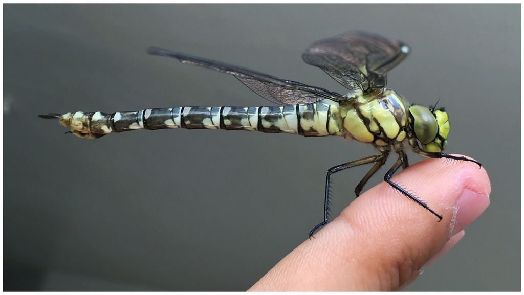 Southern Hawker