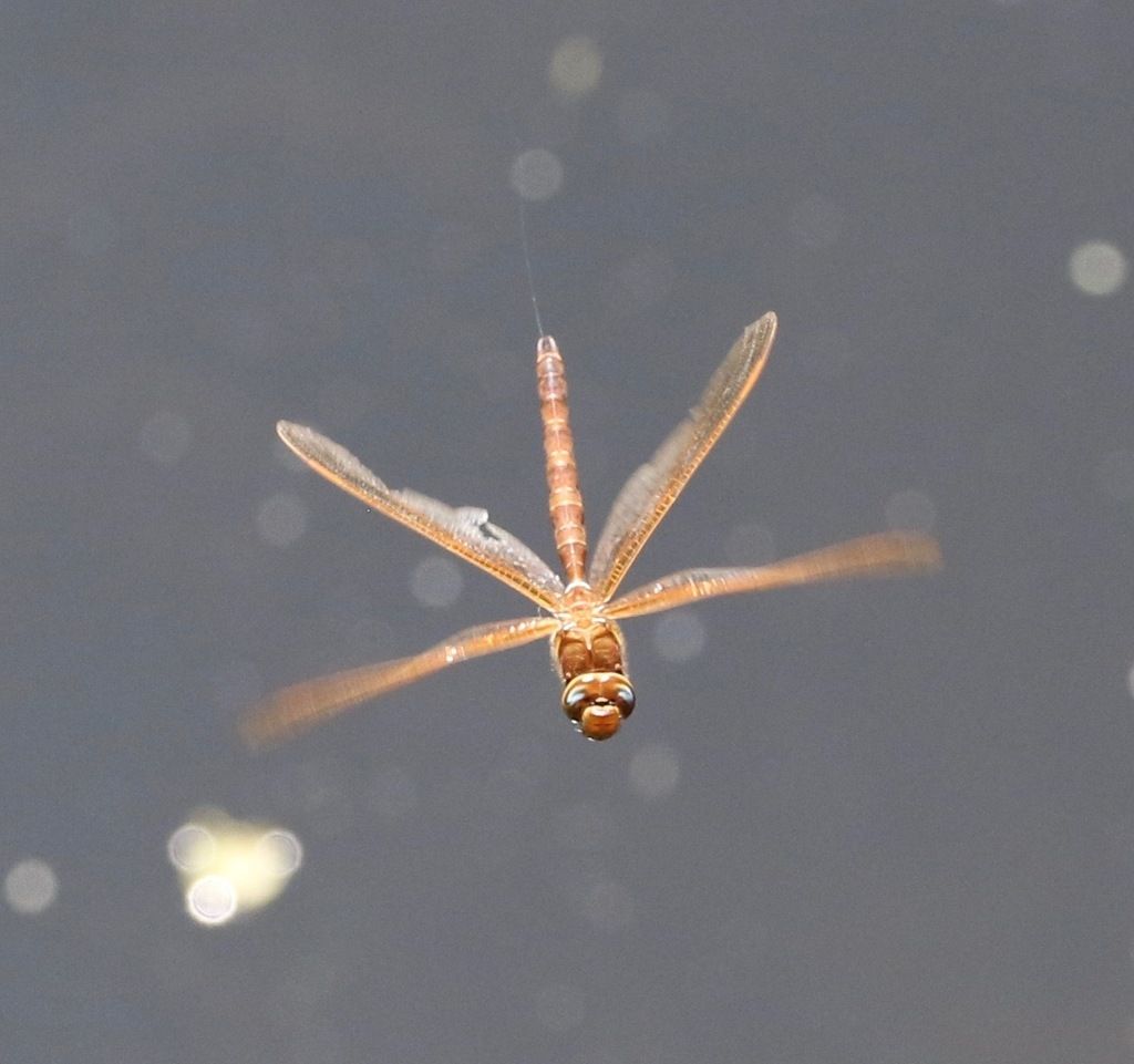 Brown Hawker