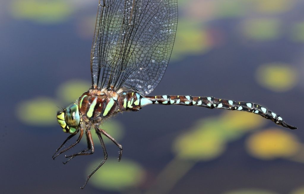 Common Hawker