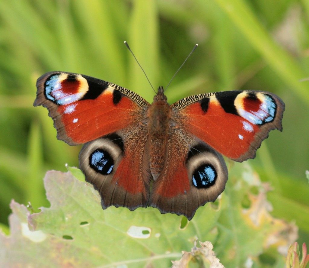 Peacock