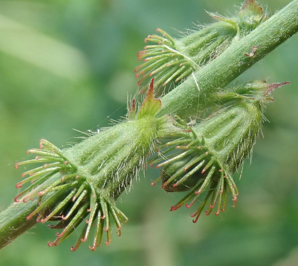 Agrimony