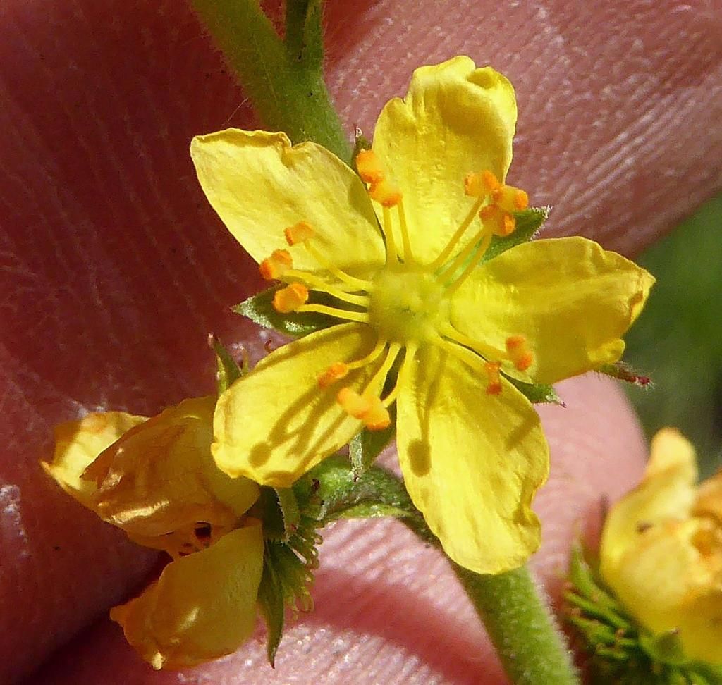 Fragrant Agrimony