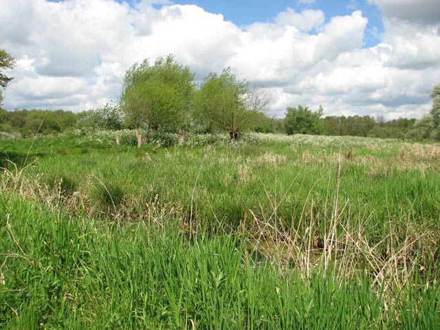 Surlingham Church Marsh