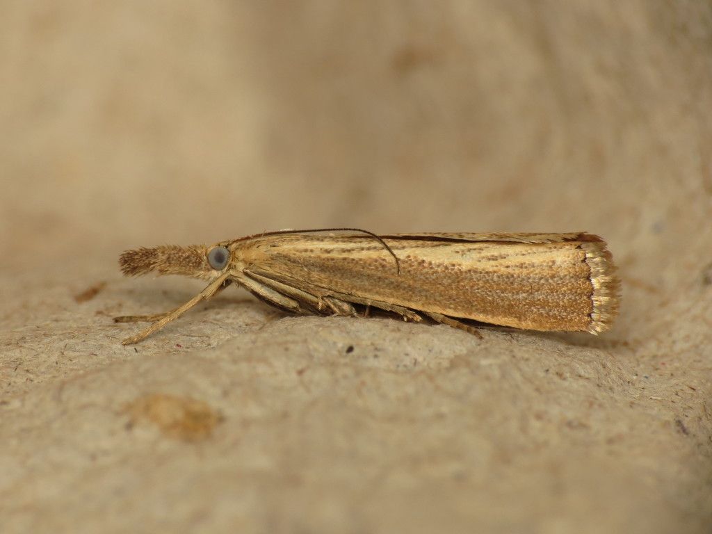 Straw Grass-veneer