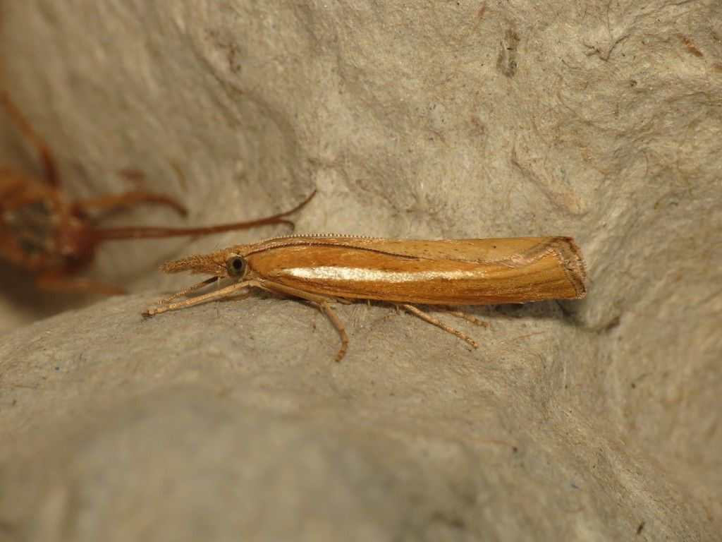 Common Grass-veneer