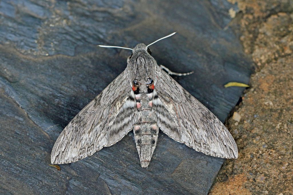 Convolvulus Hawk-moth