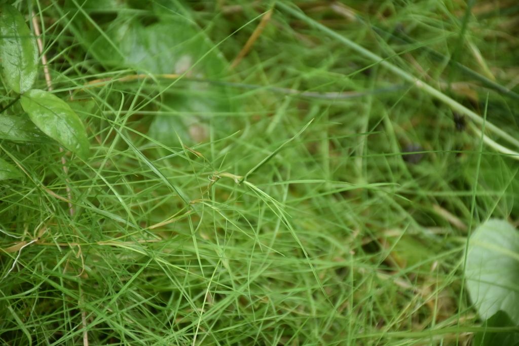 Velvet Bent