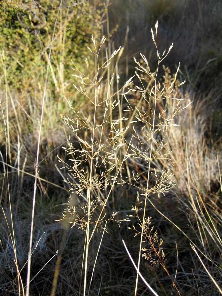 Common Bent