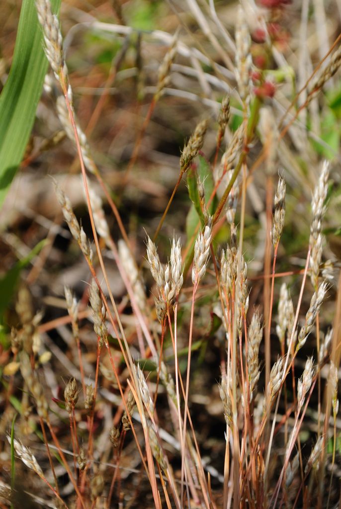 Early Hair-grass