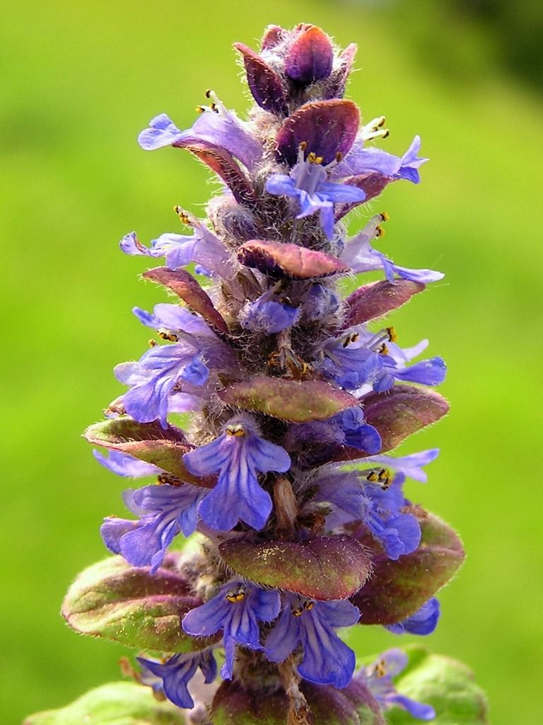 Bugle