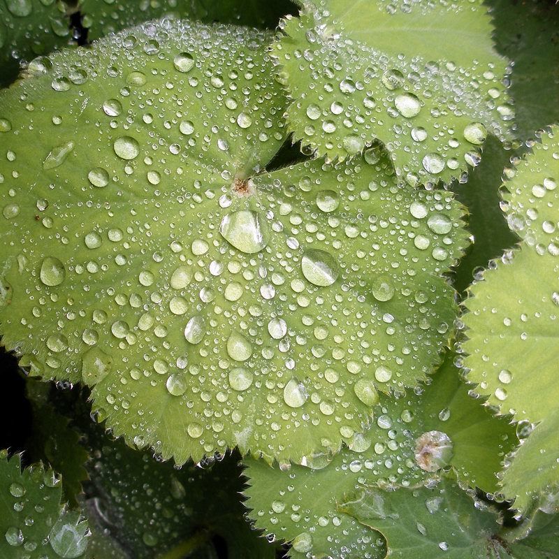 Garden Lady's-mantle