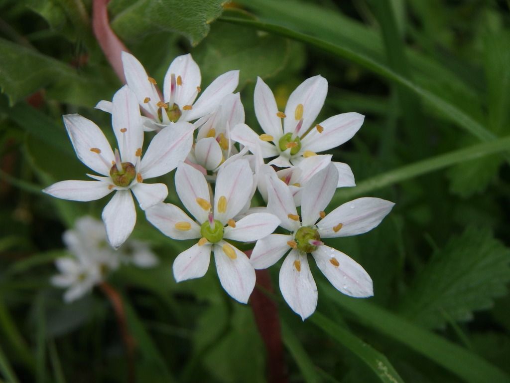 Hairy Garlic