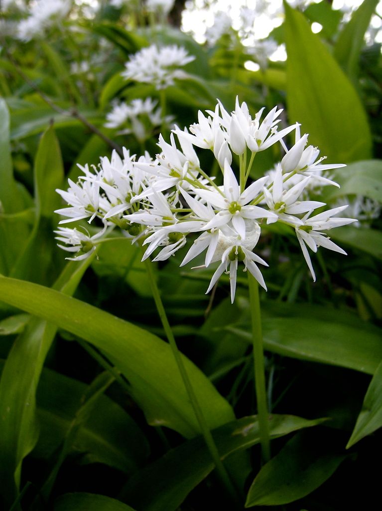 Ramsons