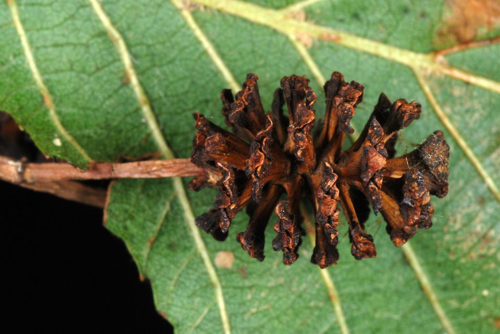 Alder