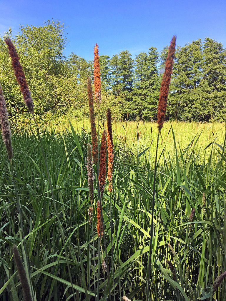 Meadow Foxtail