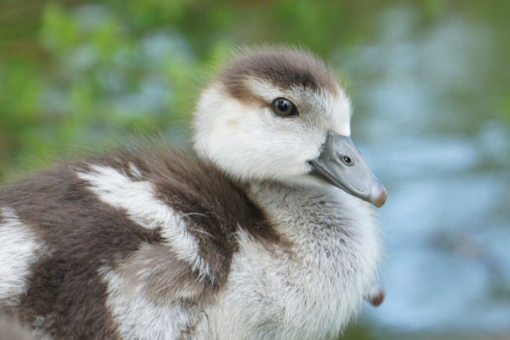 Egyptian Goose