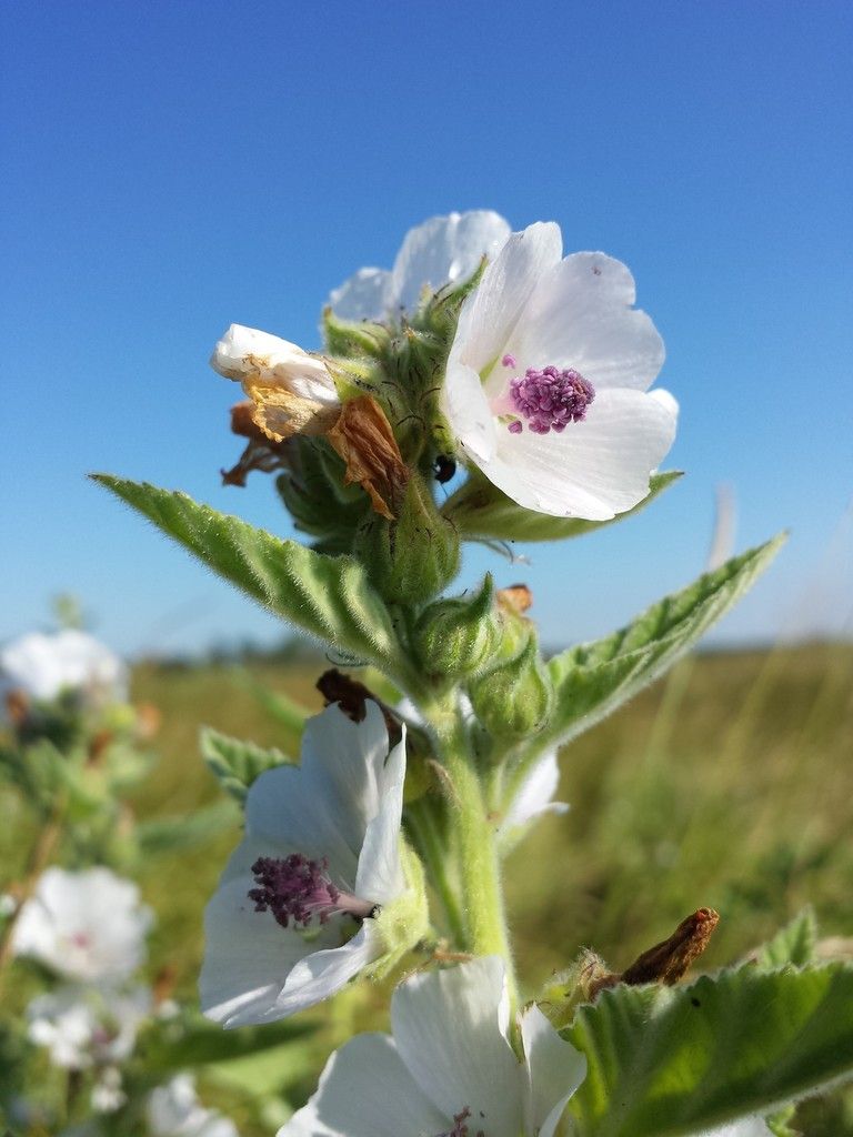 Marsh-mallow