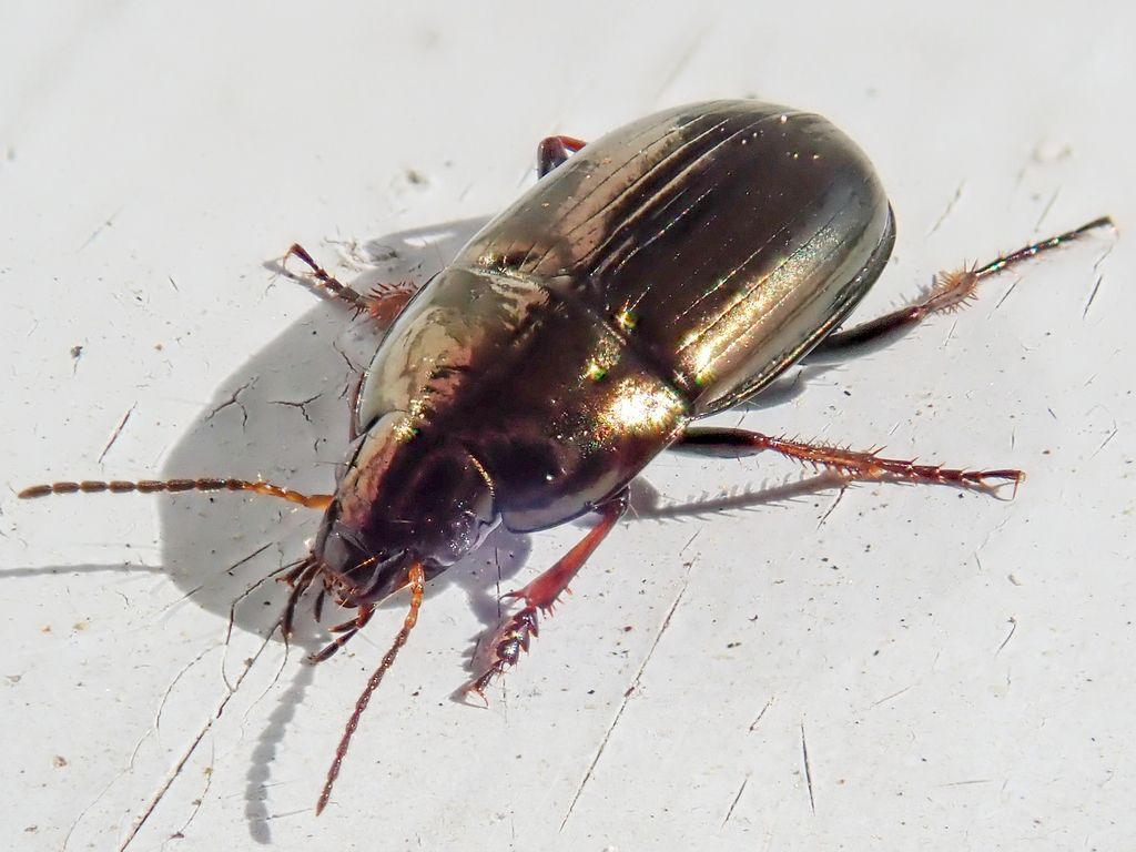 Common Sun Beetle