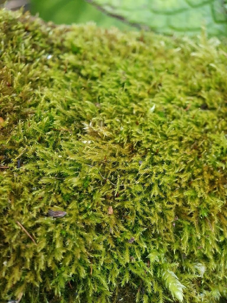 Creeping Feather-moss