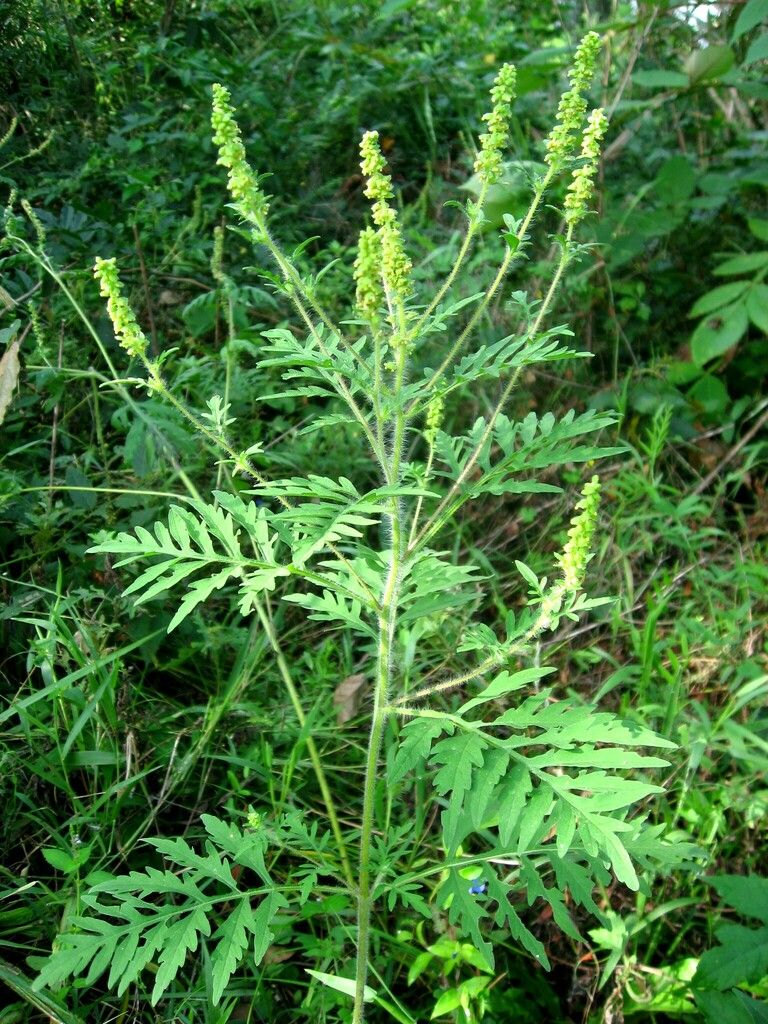 Ragweed