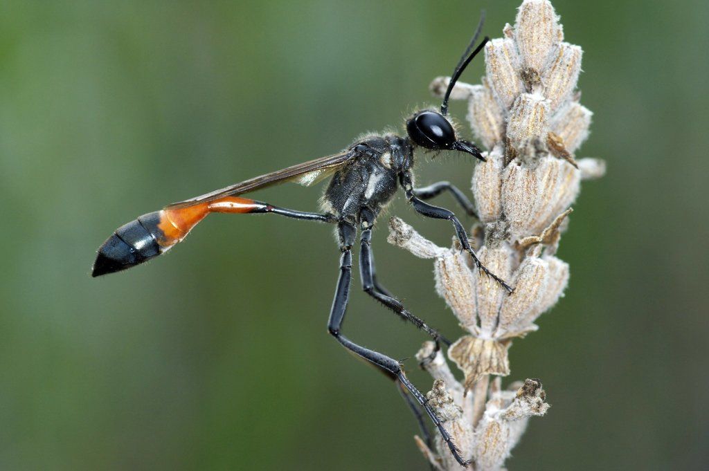 Red Banded Sand Wasp